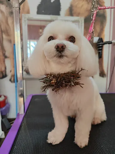 Sweet Doggy Grooming